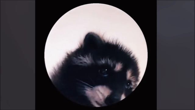 Енот танцует под Pedro Raccoon dancing в 4к смотреть онлайн