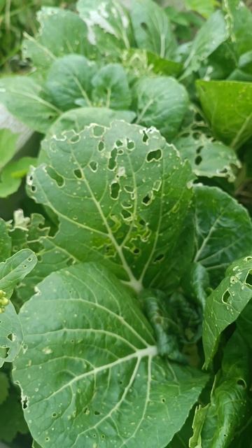 Кухня для греческих