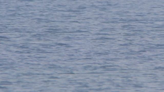 Sterntaucher Eckernförder Bucht bei Lindhöft am 22.1.19 смотреть онлайн