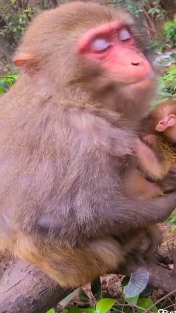 Poor Baby Animals 🐵 Funny Monkey and Cute animal Compilation | Loros Adorables Recopilación#shorts смотреть онлайн