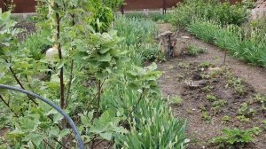 Весенние хлопоты