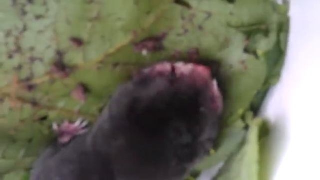 Кротишка(5) смотреть онлайн