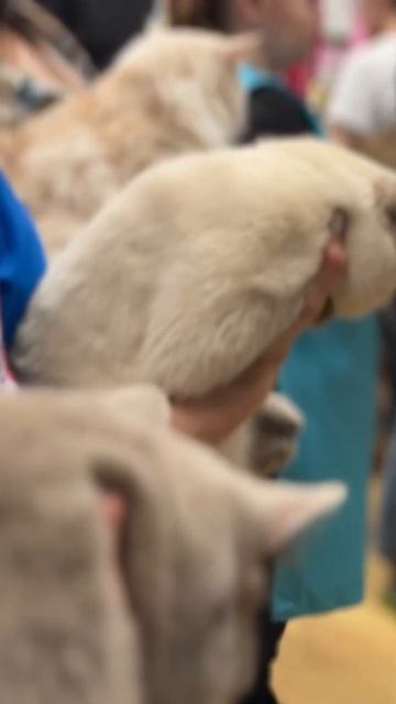 Выставка кошек. 18-19ноября 2023 г.Молли. Меконгский бобтейл #cat #видосики #кошка #shorts смотреть онлайн