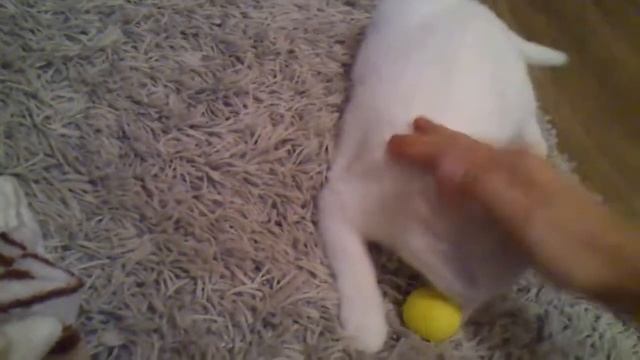 Кошка приносит мячик смотреть онлайн