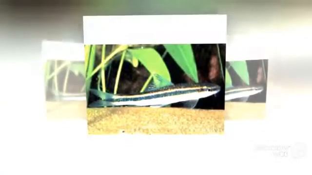 Epalzeorhynchos kalopterus aquarium fish смотреть онлайн