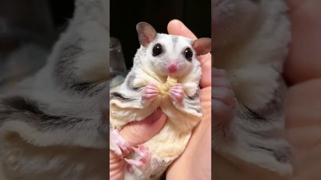 SUGAR GLIDER EATING ZOPHOBAS MORIO смотреть онлайн