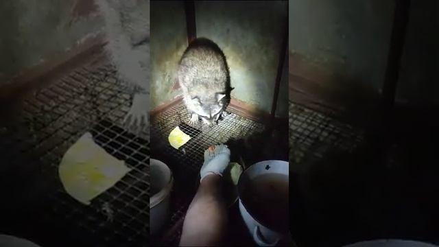 Енот полоскун#енот кушает с рук# енот ручной# смотреть онлайн