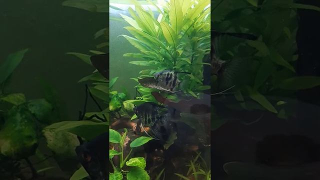 скалярии нерест. смотреть онлайн