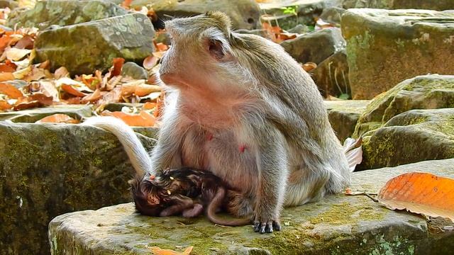 Hot News! Tima Giving A Birth Newborn|Poor Tima Miscarriage Newborn Monkey