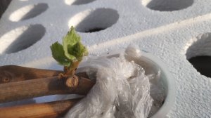 Подготовка к укоренению саженцев винограда