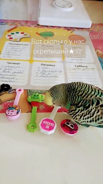 Кеша куда лезем? (๑•́ω•̀) #budgies #parrot #birdslover #keşfet #lovebirds #edm смотреть онлайн