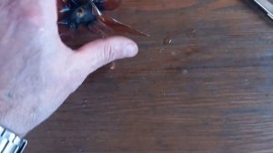 ВЕТРЯК ИЗ ПЛАСТИКОВОЙ БУТЫЛКИ! ОТПУГИВАТЕЛЬ ПТИЦ И КРОТОВ «СОКОЛ»