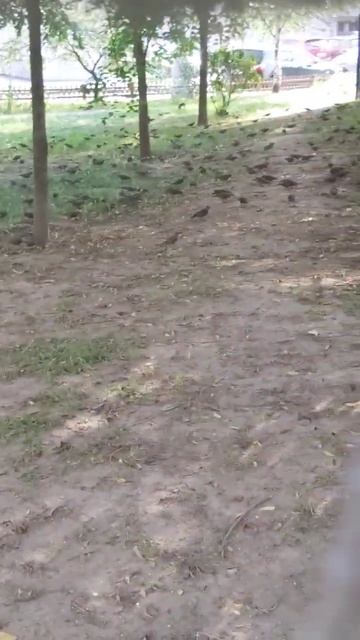 очень много скворцов, ЖЕСТЬ смотреть онлайн