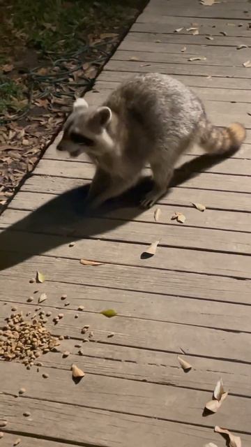 Raccoon Ray Charles Visits! смотреть онлайн