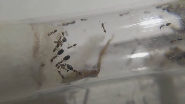monomorium floricola colony doing floricola things смотреть онлайн