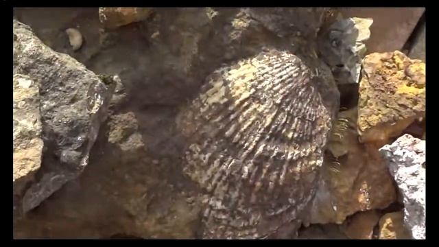 Fossil Big shell смотреть онлайн
