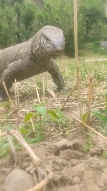 Powerful Indian Monitor Lizard🦎seen in 2023 #trending#shorts#monitorlizard#youtube #video смотреть онлайн