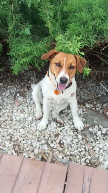 Джек-Рассел Жасмин 🐕 и Бродяга Братан 🐶 кайфуют #джекрассел #jackrussell #жасмин #адлер #сочи смотреть онлайн