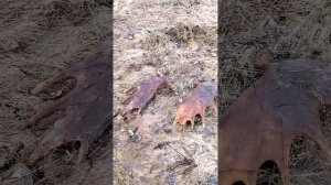 собираем рога лося на каракате 22 кг за день)