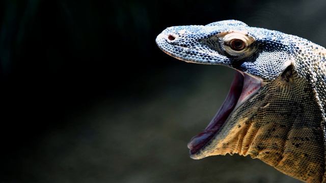 News Update Tourist attacked by Komodo dragon in Indonesia 04/05/17 смотреть онлайн