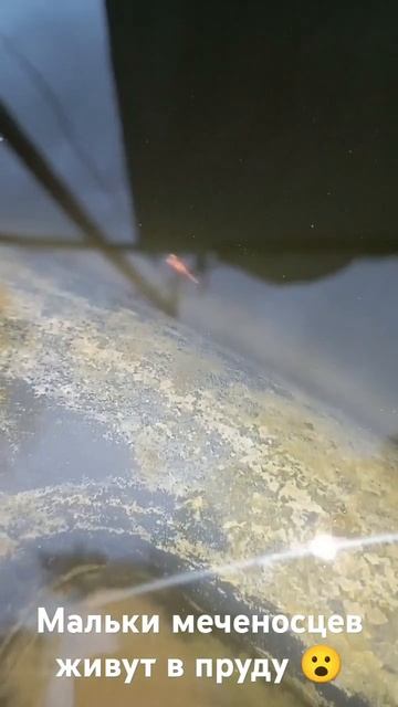Домашние меченосцы #меченосцы #аквариумныерыбки смотреть онлайн