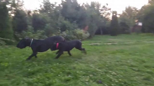 Вечерние прогулки смотреть онлайн