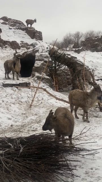Внушительные рога мархура. смотреть онлайн