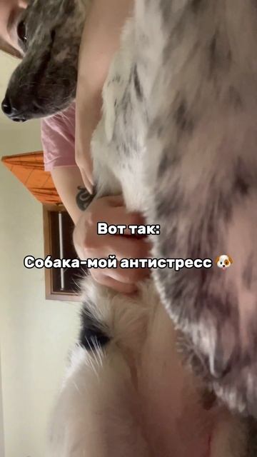 Как? #приютдлясобак #helpanimals #помощьживотным #dogshelter #animalshelter #doglover #творидобро смотреть онлайн
