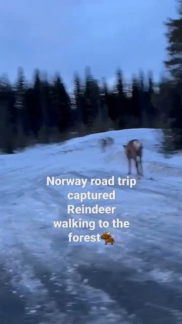 NORWAY ROAD TRIP CAPTURED REINDEER WALKING TO THE FOREST#reindeer#animals#sounds#shorts смотреть онлайн