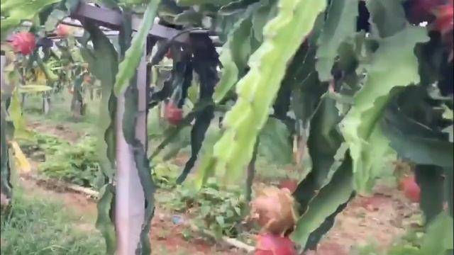 Chinese Farmers Harvest 20.000 Tons Of Dragon Fruit This Way | China Farming & Harvesting. usa farm смотреть онлайн