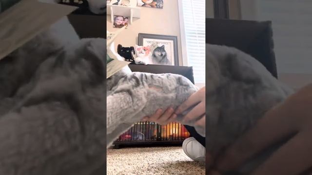 Unboxing my Warrior Cats Plushes 2022 (Plush a sneak peak for my next video) смотреть онлайн