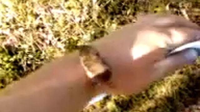 Любопытный смелый мышонок :) смотреть онлайн