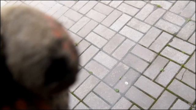 Масляная катастрофа