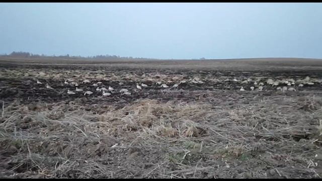 Гусь все еще в Беларуси! Охота на гуся 2024. Охота в Беларуси 31.03.2024 смотреть онлайн