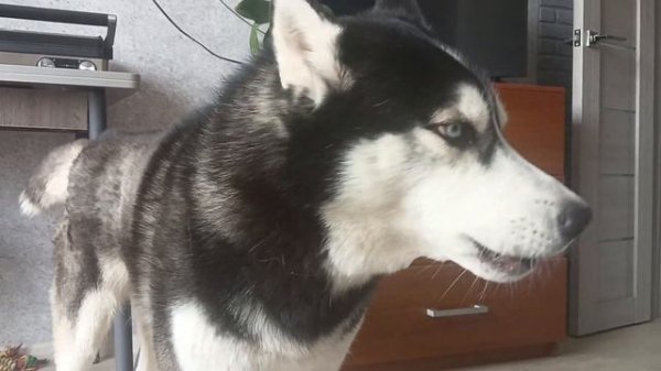 хаски Макс поёт (говорящая собака)