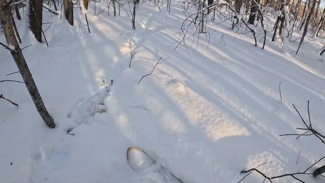 Охота на зайца с гончей 2024 #охотаназайца #охота2024 #гончие смотреть онлайн