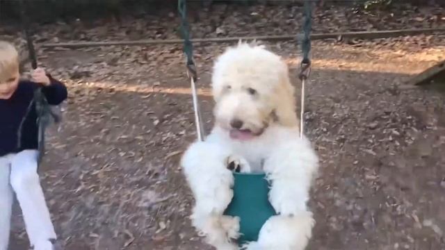 Cute and funny animals. смотреть онлайн