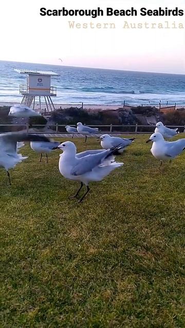 Scarborough Beach Seabirds #shorts #australia смотреть онлайн