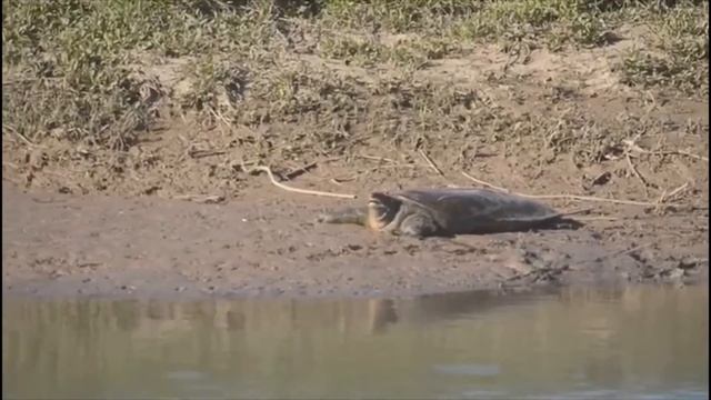 Tortuga de caparazón blando del Éufrates - Impacto Animal смотреть онлайн