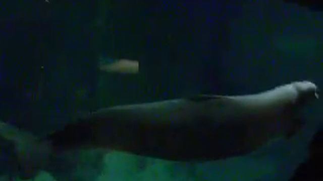 Beluga "Posona" de L´Oceanografic смотреть онлайн