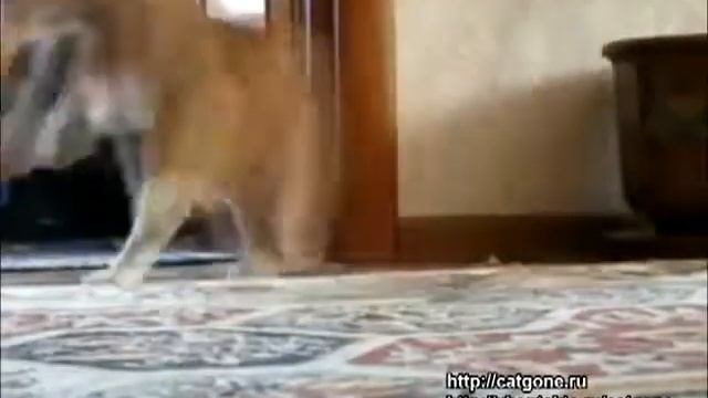 Кто ушёл смотреть онлайн