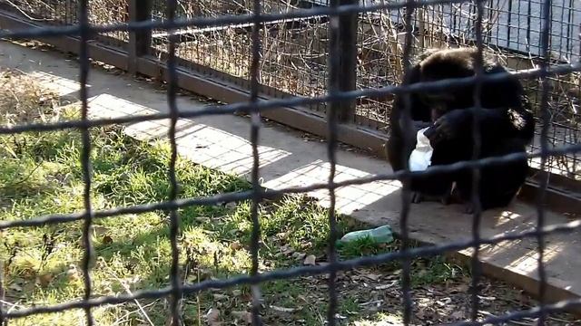 Шимпанзе славные парни смотреть онлайн