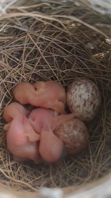 Nest of 'Indian Reed warbler' with two eggs and 3 babies, at my farm... смотреть онлайн