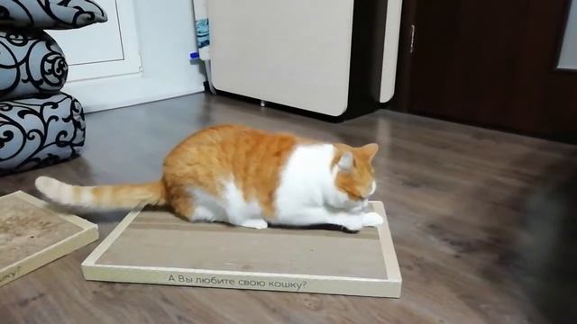 Самое лучшее из того, что мы покупали! смотреть онлайн