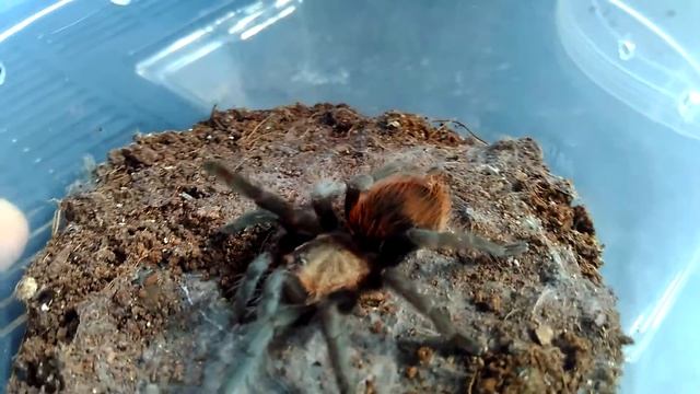 Mengenal Tarantula Jenis Brachypelma Vagans | Belajar Mengenal Hewan смотреть онлайн