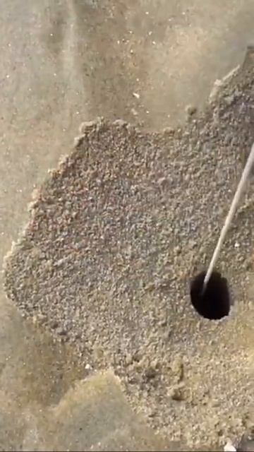 Catching seafood #fishing #catching #sea #eel #seafood #squid #octopus #omar #lobster #monster # смотреть онлайн