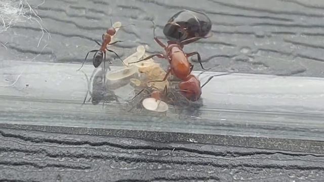 Camponotus sayi (USA) 04.07.2021 смотреть онлайн