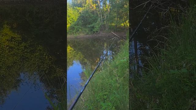First time out with the chest mount camera and this happens... смотреть онлайн