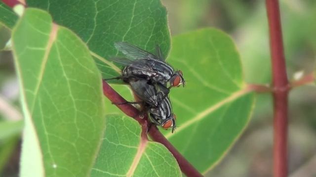 Flesh Fly (Sarcophagidae: Sarcophaga) Mating смотреть онлайн