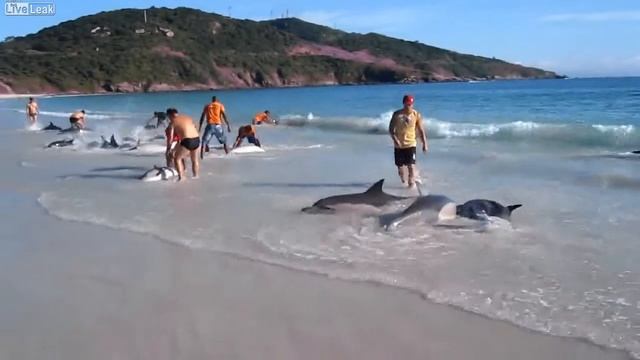 opapopa com ua Rescue of Dolphins смотреть онлайн